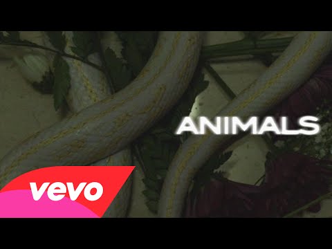 Animals video